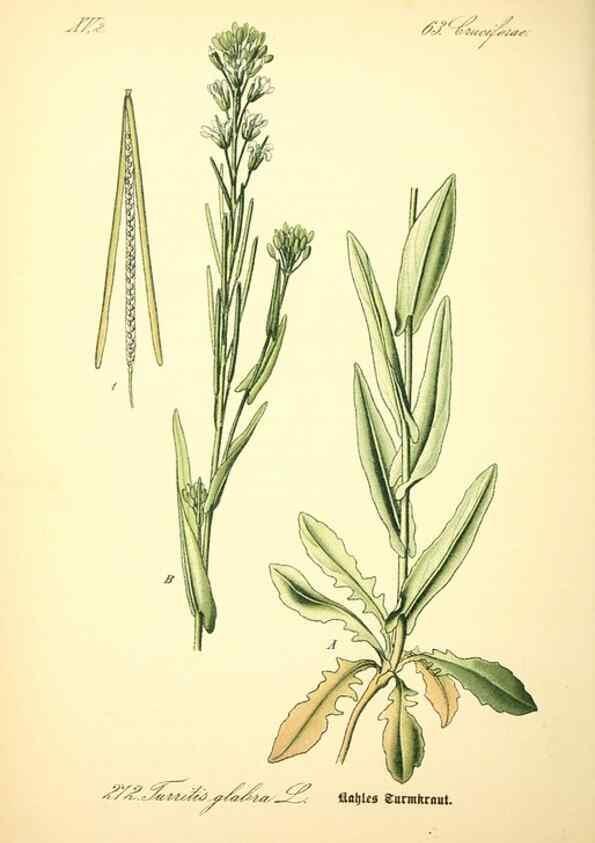 Reproducción/Reproduction 26859243510: Prof. Dr. Thomé's Flora von Deutschland, Österreich und der Schweiz, in Wort und Bild, für Schule und Haus ; mit ... Tafeln ... von Walter Müller.. Gera-Untermhaus :F.E. Köhler,1886-1934.