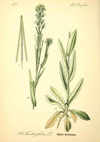 Reproducción/Reproduction 26859243510: Prof. Dr. Thomé's Flora von Deutschland, Österreich und der Schweiz, in Wort und Bild, für Schule und Haus ; mit ... Tafeln ... von Walter Müller.. Gera-Untermhaus :F.E. Köhler,1886-1934.