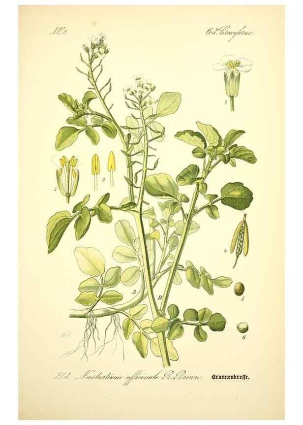 Reproducción/Reproduction 27100189836: Prof. Dr. Thomé's Flora von Deutschland, Österreich und der Schweiz, in Wort und Bild, für Schule und Haus ; mit ... Tafeln ... von Walter Müller.. Gera-Untermhaus :F.E. Köhler,1886-1934.