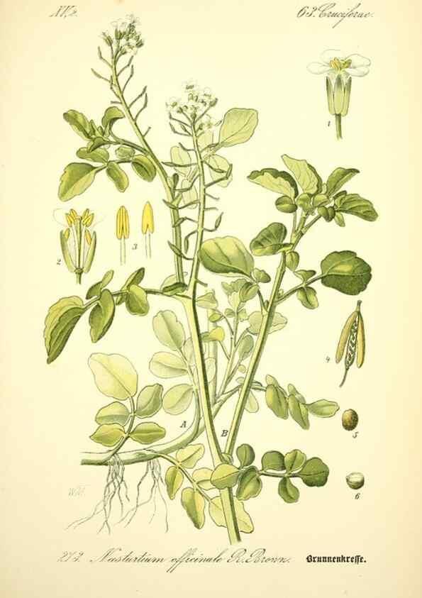 Reproducción/Reproduction 27100189836: Prof. Dr. Thomé's Flora von Deutschland, Österreich und der Schweiz, in Wort und Bild, für Schule und Haus ; mit ... Tafeln ... von Walter Müller.. Gera-Untermhaus :F.E. Köhler,1886-1934.