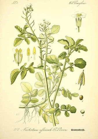 Reproducción/Reproduction 27100189836: Prof. Dr. Thomé's Flora von Deutschland, Österreich und der Schweiz, in Wort und Bild, für Schule und Haus ; mit ... Tafeln ... von Walter Müller.. Gera-Untermhaus :F.E. Köhler,1886-1934.
