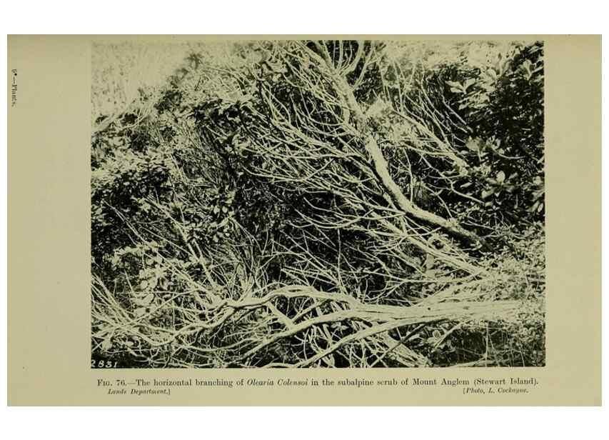 Reproducción/Reproduction 27104871622: New Zealand plants and their story.. Wellington, N.Z.,M.F. Marks, Govt. Printer,1919.