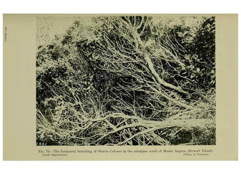 Reproducción/Reproduction 27104871622: New Zealand plants and their story.. Wellington, N.Z.,M.F. Marks, Govt. Printer,1919.