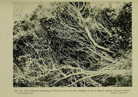 Reproducción/Reproduction 27104871622: New Zealand plants and their story.. Wellington, N.Z.,M.F. Marks, Govt. Printer,1919.