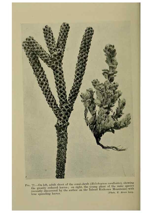 Reproducción/Reproduction 27132069751: New Zealand plants and their story.. Wellington, N.Z.,M.F. Marks, Govt. Printer,1919.