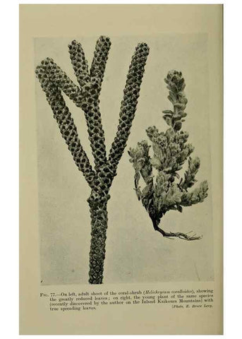 Reproducción/Reproduction 27132069751: New Zealand plants and their story.. Wellington, N.Z.,M.F. Marks, Govt. Printer,1919.