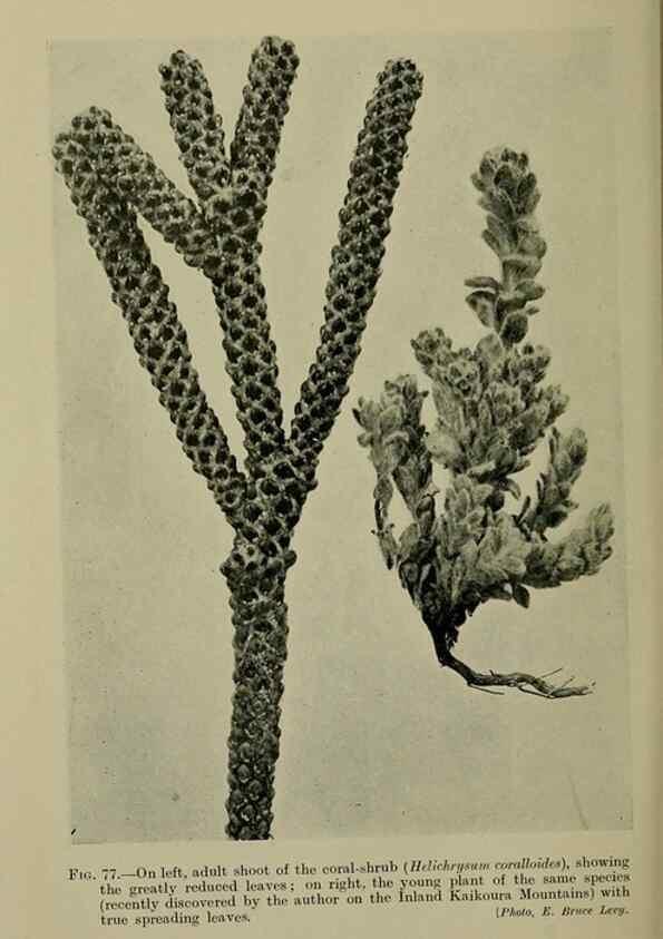 Reproducción/Reproduction 27132069751: New Zealand plants and their story.. Wellington, N.Z.,M.F. Marks, Govt. Printer,1919.