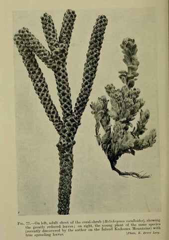 Reproducción/Reproduction 27132069751: New Zealand plants and their story.. Wellington, N.Z.,M.F. Marks, Govt. Printer,1919.