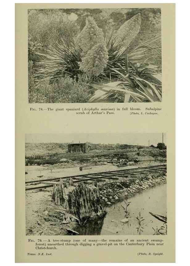 Reproducción/Reproduction 26926188640: New Zealand plants and their story.. Wellington, N.Z.,M.F. Marks, Govt. Printer,1919.