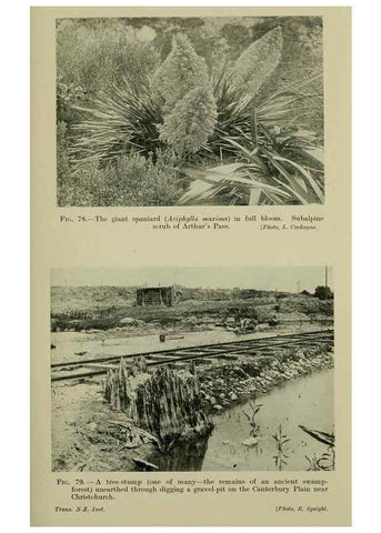 Reproducción/Reproduction 26926188640: New Zealand plants and their story.. Wellington, N.Z.,M.F. Marks, Govt. Printer,1919.