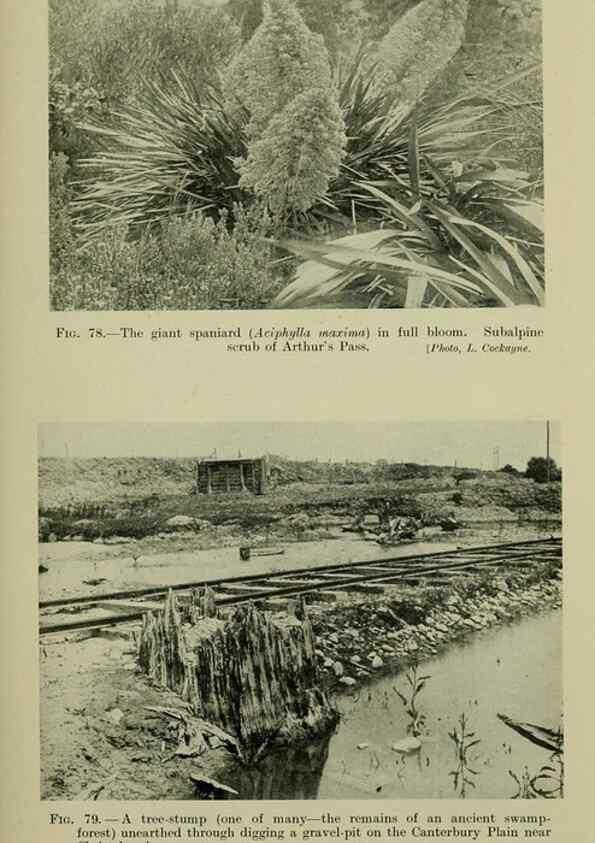 Reproducción/Reproduction 26926188640: New Zealand plants and their story.. Wellington, N.Z.,M.F. Marks, Govt. Printer,1919.