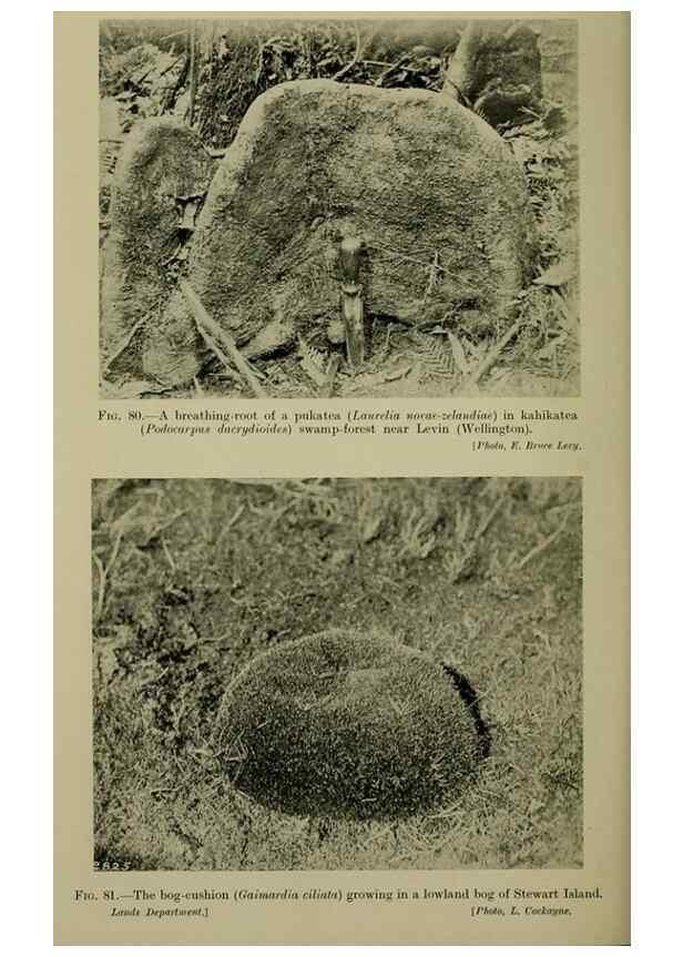 Reproducción/Reproduction 27104887502: New Zealand plants and their story.. Wellington, N.Z.,M.F. Marks, Govt. Printer,1919.