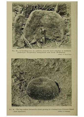 Reproducción/Reproduction 27104887502: New Zealand plants and their story.. Wellington, N.Z.,M.F. Marks, Govt. Printer,1919.