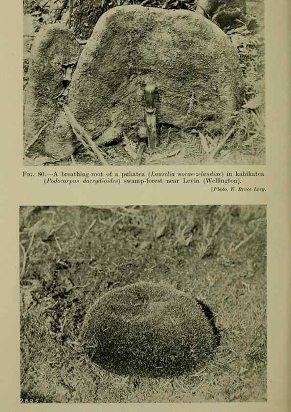 Reproducción/Reproduction 27104887502: New Zealand plants and their story.. Wellington, N.Z.,M.F. Marks, Govt. Printer,1919.