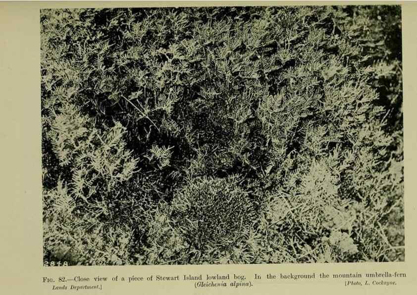 Reproducción/Reproduction 26594792864: New Zealand plants and their story.. Wellington, N.Z.,M.F. Marks, Govt. Printer,1919.