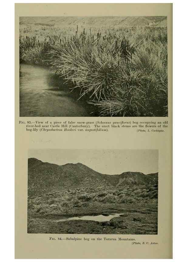 Reproducción/Reproduction 26594799974: New Zealand plants and their story.. Wellington, N.Z.,M.F. Marks, Govt. Printer,1919.