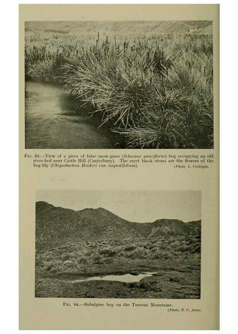 Reproducción/Reproduction 26594799974: New Zealand plants and their story.. Wellington, N.Z.,M.F. Marks, Govt. Printer,1919.