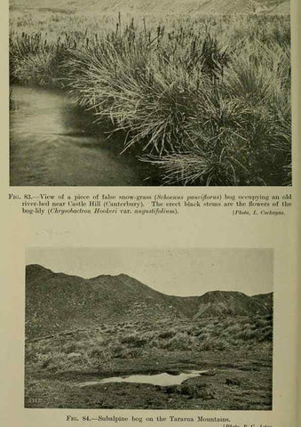 Reproducción/Reproduction 26594799974: New Zealand plants and their story.. Wellington, N.Z.,M.F. Marks, Govt. Printer,1919.