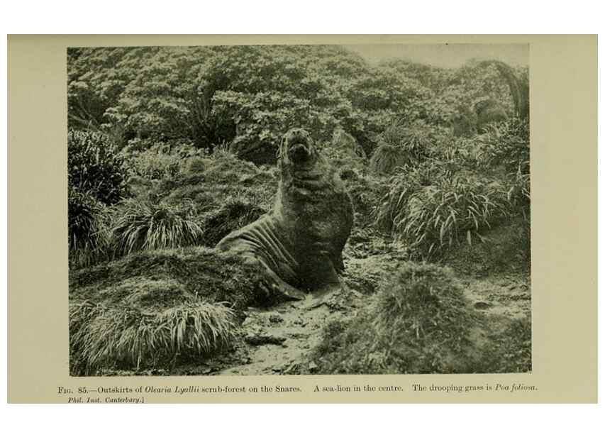 Reproducción/Reproduction 27104901312: New Zealand plants and their story.. Wellington, N.Z.,M.F. Marks, Govt. Printer,1919.
