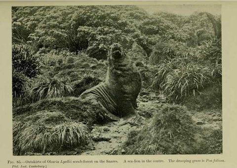 Reproducción/Reproduction 27104901312: New Zealand plants and their story.. Wellington, N.Z.,M.F. Marks, Govt. Printer,1919.