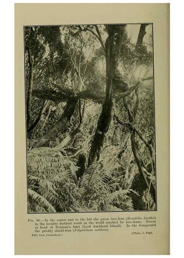 Reproducción/Reproduction 27201091285: New Zealand plants and their story.. Wellington, N.Z.,M.F. Marks, Govt. Printer,1919.
