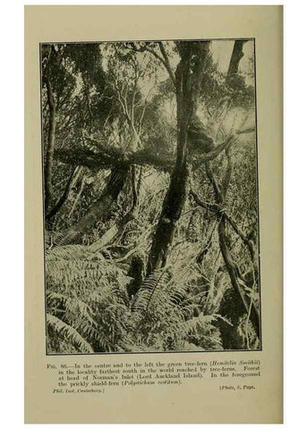 Reproducción/Reproduction 27201091285: New Zealand plants and their story.. Wellington, N.Z.,M.F. Marks, Govt. Printer,1919.