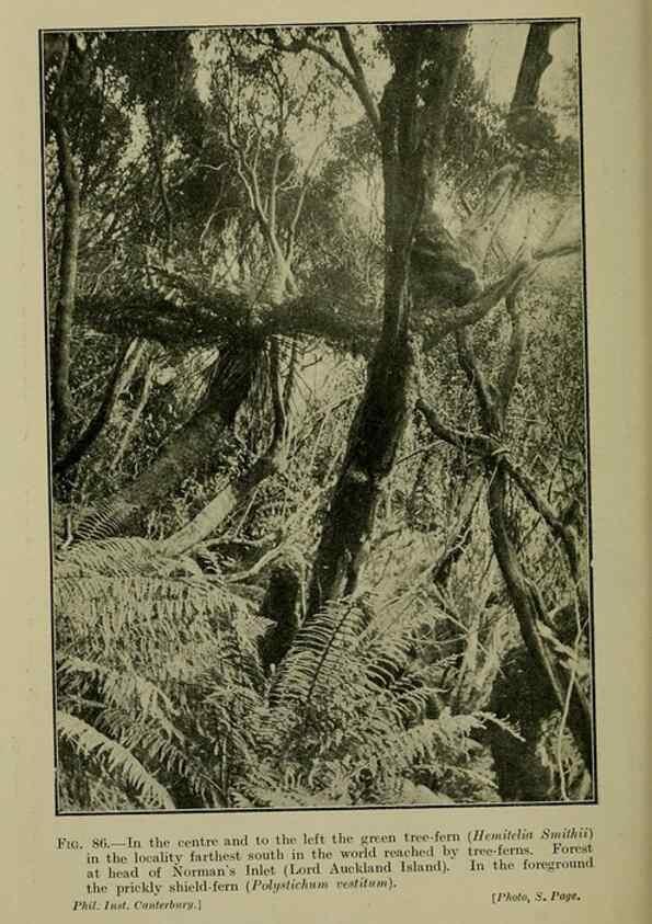 Reproducción/Reproduction 27201091285: New Zealand plants and their story.. Wellington, N.Z.,M.F. Marks, Govt. Printer,1919.
