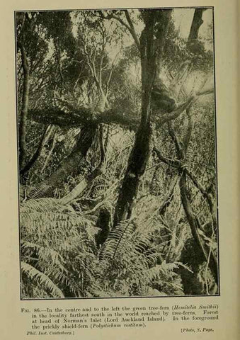Reproducción/Reproduction 27201091285: New Zealand plants and their story.. Wellington, N.Z.,M.F. Marks, Govt. Printer,1919.