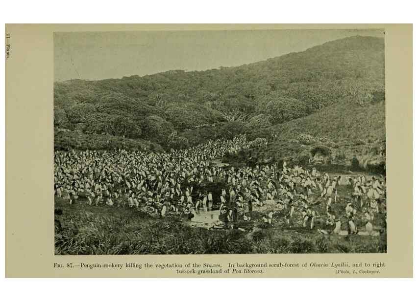 Reproducción/Reproduction 27167384156: New Zealand plants and their story.. Wellington, N.Z.,M.F. Marks, Govt. Printer,1919.
