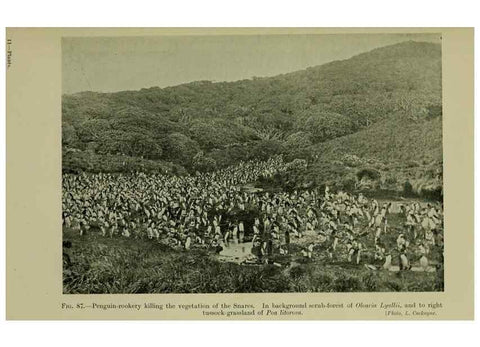 Reproducción/Reproduction 27167384156: New Zealand plants and their story.. Wellington, N.Z.,M.F. Marks, Govt. Printer,1919.