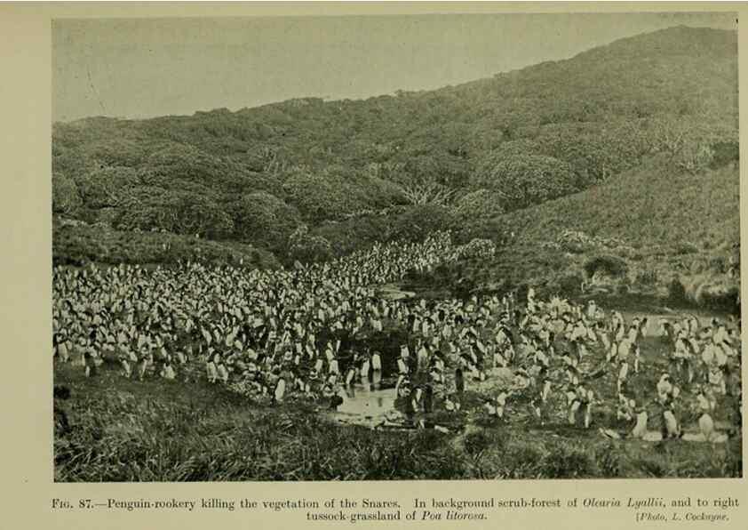 Reproducción/Reproduction 27167384156: New Zealand plants and their story.. Wellington, N.Z.,M.F. Marks, Govt. Printer,1919.
