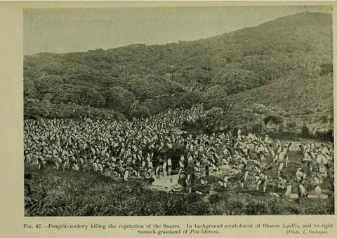Reproducción/Reproduction 27167384156: New Zealand plants and their story.. Wellington, N.Z.,M.F. Marks, Govt. Printer,1919.