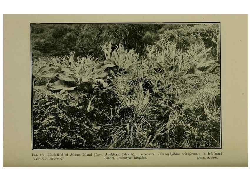 Reproducción/Reproduction 26594826184: New Zealand plants and their story.. Wellington, N.Z.,M.F. Marks, Govt. Printer,1919.