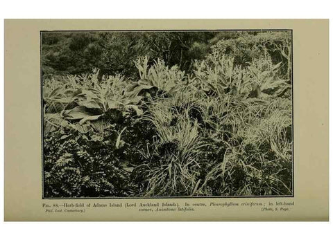 Reproducción/Reproduction 26594826184: New Zealand plants and their story.. Wellington, N.Z.,M.F. Marks, Govt. Printer,1919.