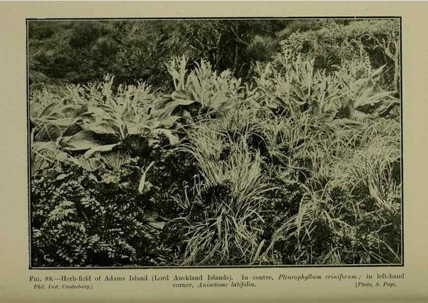 Reproducción/Reproduction 26594826184: New Zealand plants and their story.. Wellington, N.Z.,M.F. Marks, Govt. Printer,1919.