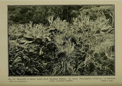 Reproducción/Reproduction 26594826184: New Zealand plants and their story.. Wellington, N.Z.,M.F. Marks, Govt. Printer,1919.