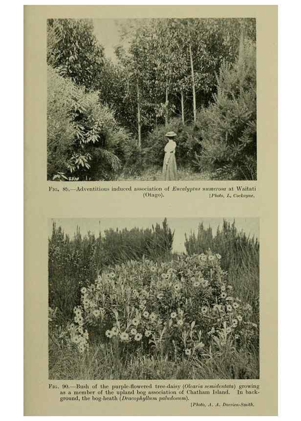 Reproducción/Reproduction 26594830754: New Zealand plants and their story.. Wellington, N.Z.,M.F. Marks, Govt. Printer,1919.