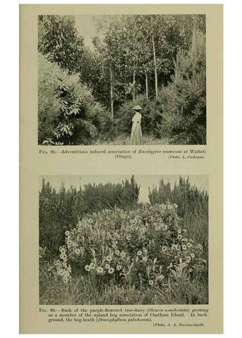 Reproducción/Reproduction 26594830754: New Zealand plants and their story.. Wellington, N.Z.,M.F. Marks, Govt. Printer,1919.