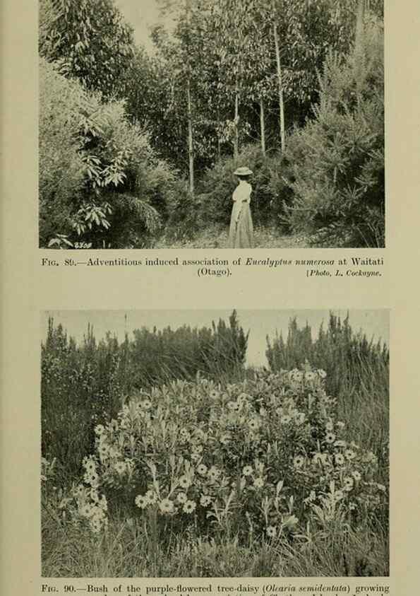 Reproducción/Reproduction 26594830754: New Zealand plants and their story.. Wellington, N.Z.,M.F. Marks, Govt. Printer,1919.
