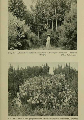 Reproducción/Reproduction 26594830754: New Zealand plants and their story.. Wellington, N.Z.,M.F. Marks, Govt. Printer,1919.