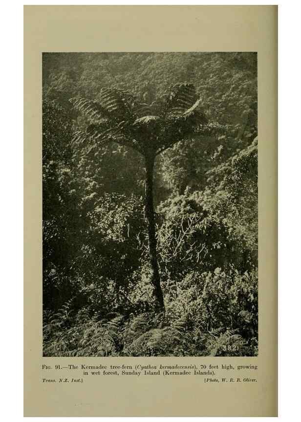 Reproducción/Reproduction 27167400446: New Zealand plants and their story.. Wellington, N.Z.,M.F. Marks, Govt. Printer,1919.