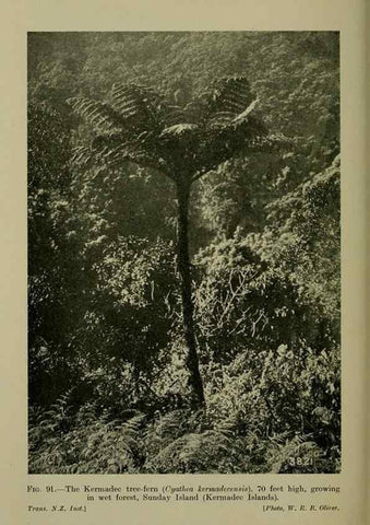 Reproducción/Reproduction 27167400446: New Zealand plants and their story.. Wellington, N.Z.,M.F. Marks, Govt. Printer,1919.