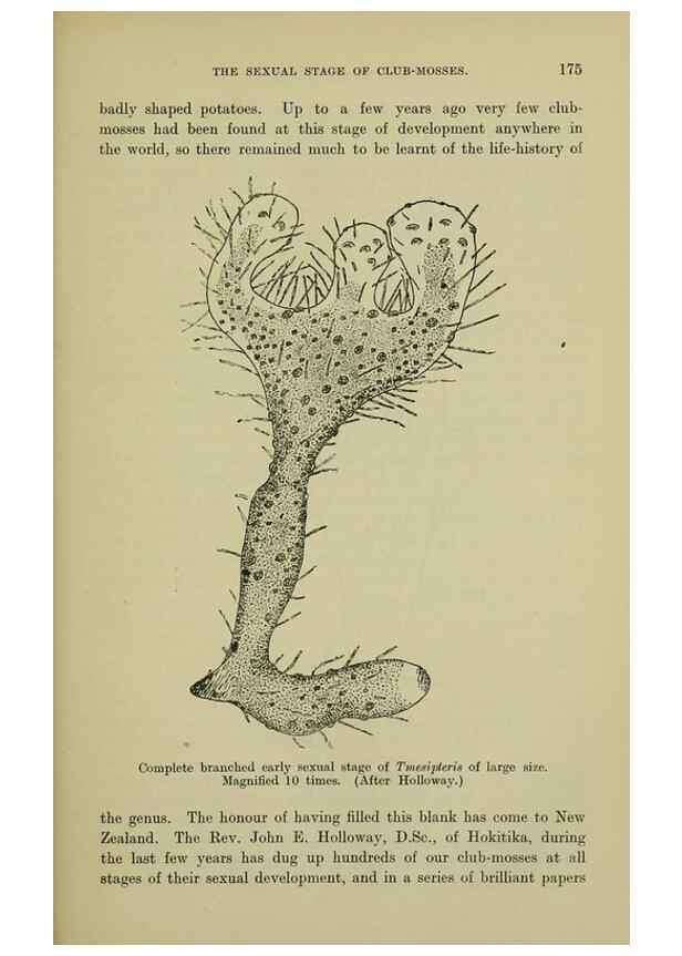 Reproducción/Reproduction 27167405686: New Zealand plants and their story.. Wellington, N.Z.,M.F. Marks, Govt. Printer,1919.