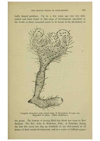 Reproducción/Reproduction 27167405686: New Zealand plants and their story.. Wellington, N.Z.,M.F. Marks, Govt. Printer,1919.