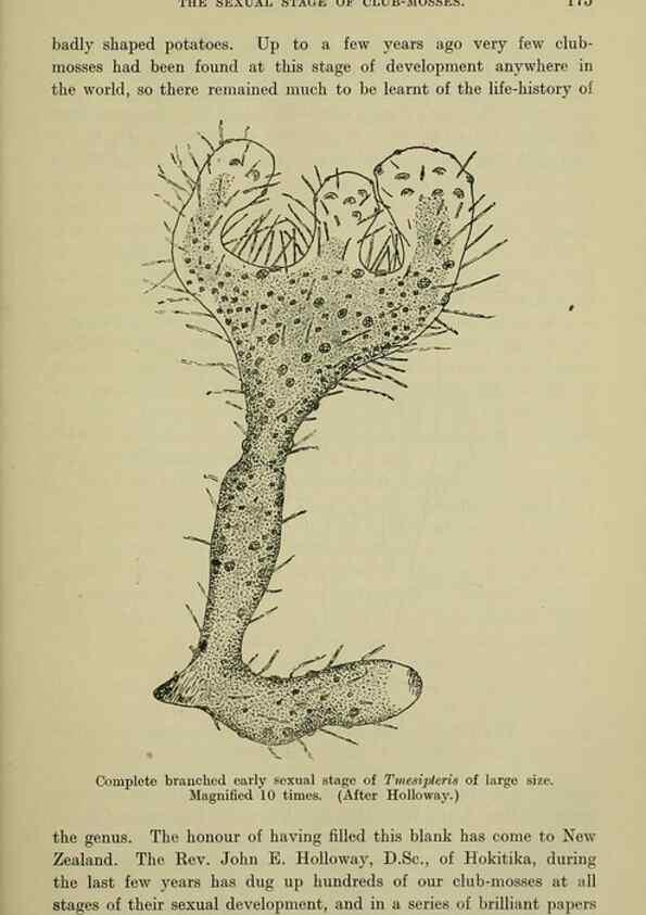 Reproducción/Reproduction 27167405686: New Zealand plants and their story.. Wellington, N.Z.,M.F. Marks, Govt. Printer,1919.