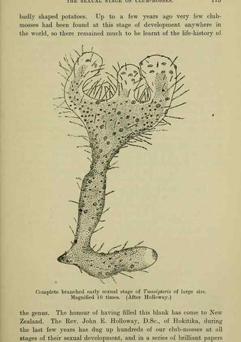 Reproducción/Reproduction 27167405686: New Zealand plants and their story.. Wellington, N.Z.,M.F. Marks, Govt. Printer,1919.