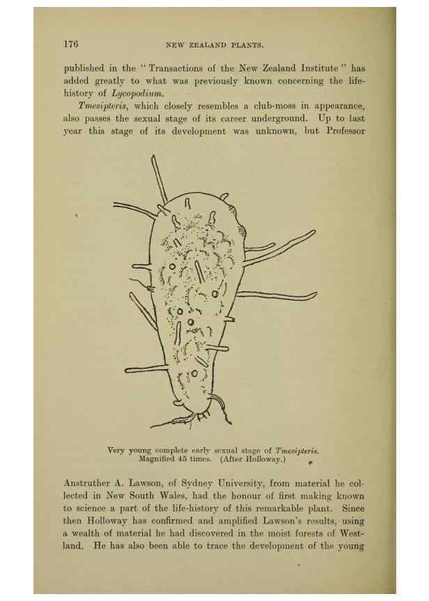 Reproducción/Reproduction 27167410586: New Zealand plants and their story.. Wellington, N.Z.,M.F. Marks, Govt. Printer,1919.