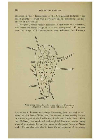 Reproducción/Reproduction 27167410586: New Zealand plants and their story.. Wellington, N.Z.,M.F. Marks, Govt. Printer,1919.