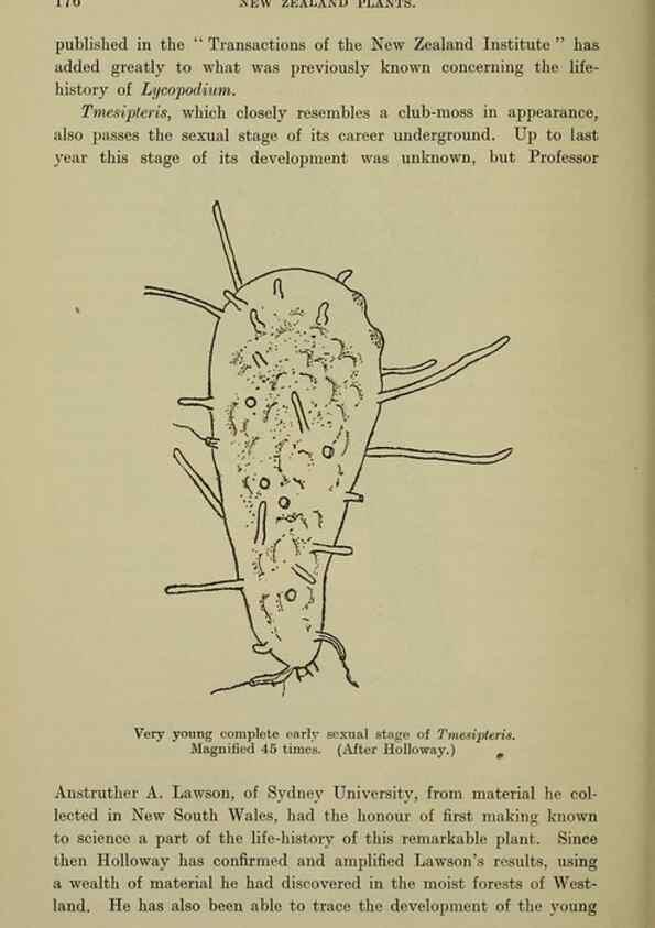 Reproducción/Reproduction 27167410586: New Zealand plants and their story.. Wellington, N.Z.,M.F. Marks, Govt. Printer,1919.
