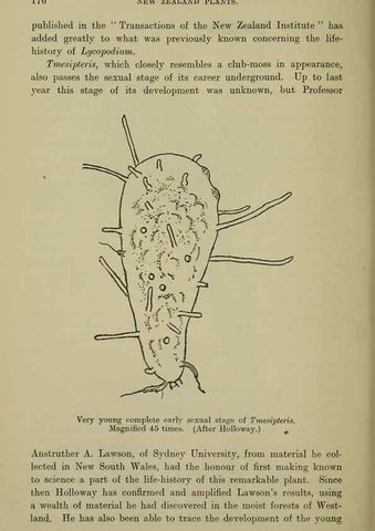 Reproducción/Reproduction 27167410586: New Zealand plants and their story.. Wellington, N.Z.,M.F. Marks, Govt. Printer,1919.